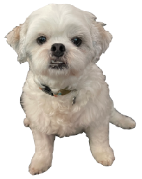 Pet 3D Model overlay